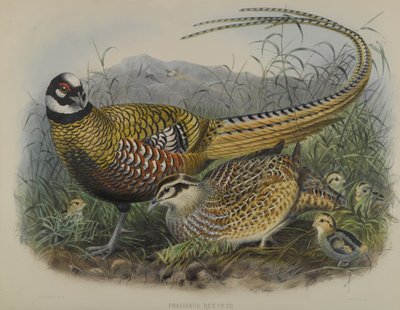 Reeves Pheasant by Joseph Smit